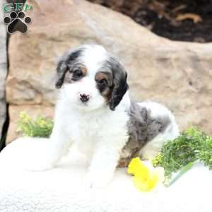 Clover, Cavapoo Puppy